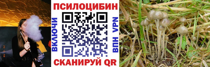 Галлюциногенные грибы мицелий  купить наркотик  Павловск 